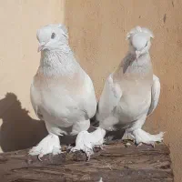 چندجفت کبوترترکیه ای وارداتی|پرنده|قم, باغ کرباسی|دیوار