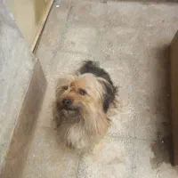 سگ شیتزوی نر