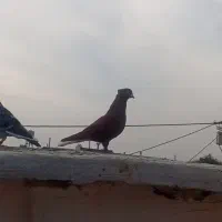 پرنده سرخ دم سفید نر
