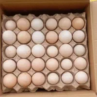 فروش انواع تخم محلی و نطفه دار و جوجه یک روزه
