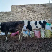 گوساله سیمینتال اصیل درجه یک