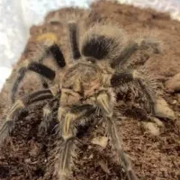 فروش ترانتولا