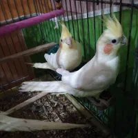 عروس  هلندی و مرغ عشق