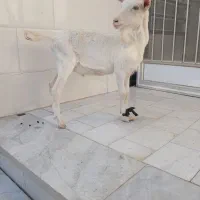 بزغاله نرسانن|حیوانات مزرعه|میبد, |دیوار