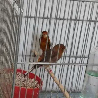 قناری نر و ماده|پرنده|اصفهان, کردآباد|دیوار