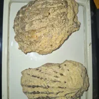 فسیل قدیمی
