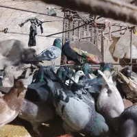 کبوتر. پلاکی|پرنده|سوق, |دیوار