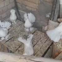 کبوتر زینتی