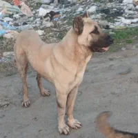 واگذاری سگ سرابی اصل