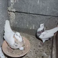 چهارجفت همراه جوجه