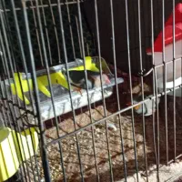 فنچ|پرنده|پیشوا, |دیوار