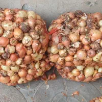 پیاز زرد درجه 1