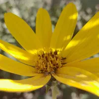 کمک داوطلبانه کنید