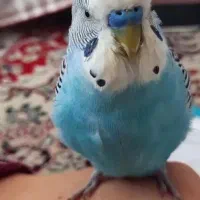 مرغ عشق ها همه سالم وسرحال جفت ۵۰۰|پرنده|قشم, |دیوار