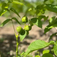 ارائه نهال گردو جمال پیوندی دیرگل پایه کوتاه|خدمات باغبانی و درختکاری|بندر ترکمن, |دیوار