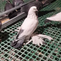 گوی گویروخ ارکح|پرنده|تبریز, |دیوار