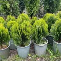 نهال فروشی مهندس آرمین میاندواب|خدمات باغبانی و درختکاری|کرج, فاز ۴ مهرشهر|دیوار