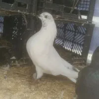 کبوتر پرشی اس معاوضه با مسافتی|پرنده|لاهیجان, گلستان|دیوار