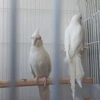 عروس هلندی|پرنده|قم, دروازه ری|دیوار