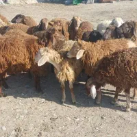 بره فروشی اوتتاخ|حیوانات مزرعه|اصلاندوز, |دیوار