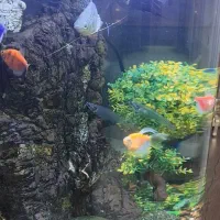 آکواریوم با تمامی امکانات