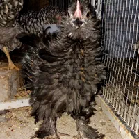 جوجه زینتی|حیوانات مزرعه|قزوین, |دیوار