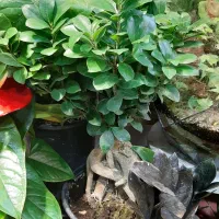 ویزیت ودرمان گل هاآپارتمانی درمحل/تعویض خاک/گلدان