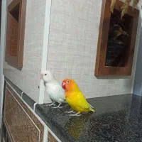 طوطی برزیلی