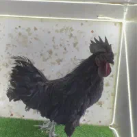 ایام سمانی گوشت سیاه