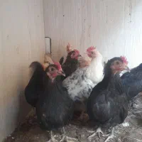 جوجه چاپنیز