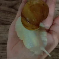 حلزون البینو