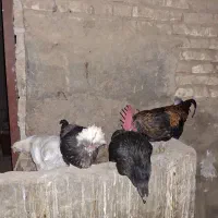 مرغ و خروس