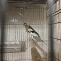 قناری و عروس هلندی