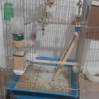 عروس هلندی|پرنده|سیرجان, |دیوار