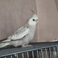 عروس هلندی ایزابلا سخنگو