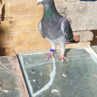 کبوتر گم شده