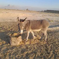 خر گله جوان