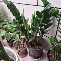 خانه وآشپزخانه