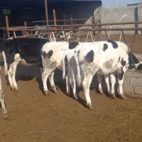 گوساله ماده|حیوانات مزرعه|تربت جام, میان جام|دیوار