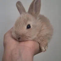 خرگوشای ماده هم کوچولو هم بالغ