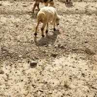 میش|حیوانات مزرعه|جیرفت, |دیوار