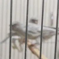 قناری رنگ خاص و کمیاب جفت|پرنده|کرمان, |دیوار