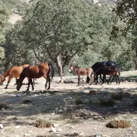 مادیان|اسب و تجهیزات اسبسواری|معمولان, |دیوار