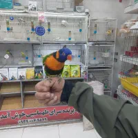 پرنده دستی سخنگو