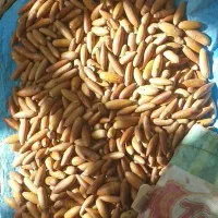 بلوط