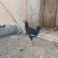 خروس گلین اصل|حیوانات مزرعه|شیراز, داریون|دیوار