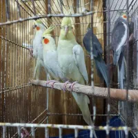 عروس هلندی طوطی لوتینو|پرنده|رشت, نخودچر|دیوار