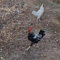 مرغ وتخم مرغ