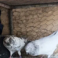 کبوتر|پرنده|خرمشهر, |دیوار