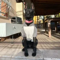 دکتر دامپزشک در محل|خدمات پیشه و مهارت|مشکین‌دشت, |دیوار